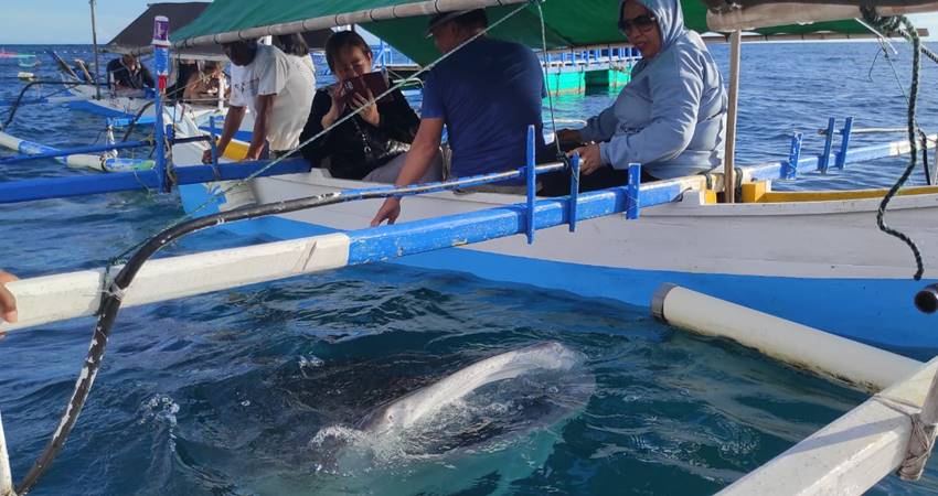 Sejumlah pengunjung wisata hingga dari luar daerah Provinsi Gorontalo melihat langsung keberadaan hiu paus di pantai Botubarani Kecamatan Kabila Bone, Bone Bolango, Ahad (23/4/23). (Foto: Roy/Gorontalo Post).