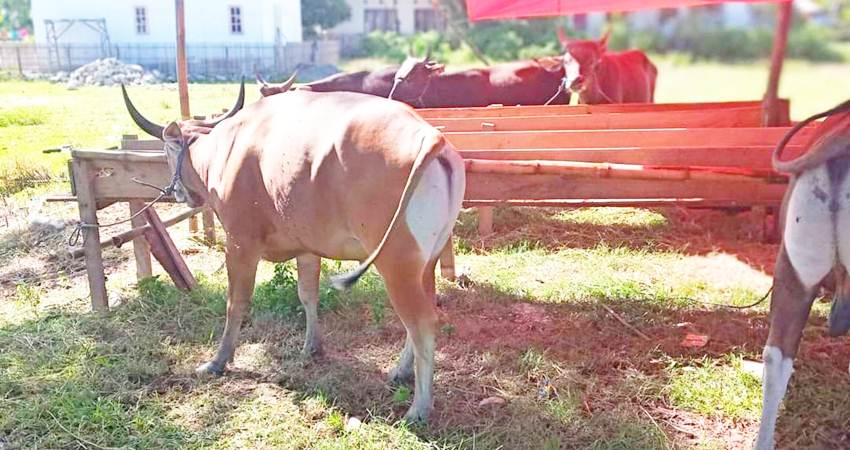 Sejumlah sapi kurban di salah satu peternak sapi di Kabupaten Bone Bolango. (istimewa)